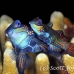 mandarinfish_kbrkkp_h_0197_sul6980.jpg